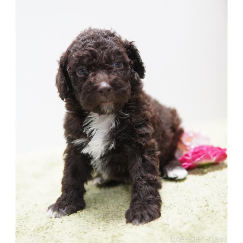 販売中の神奈川県のロマーニャウォータードッグ(ラゴット)-456632の2枚目