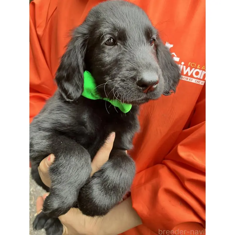 販売中の静岡県のフラットコーテッドレトリーバー-456631の15枚目