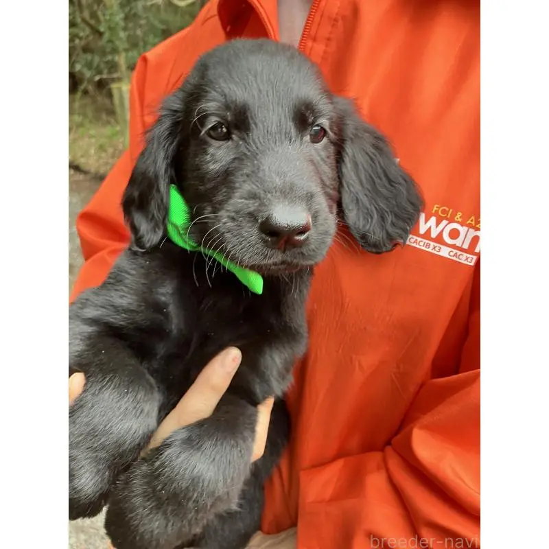 販売中の静岡県のフラットコーテッドレトリーバー-456631の14枚目