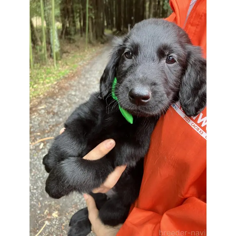 販売中の静岡県のフラットコーテッドレトリーバー-456631の13枚目