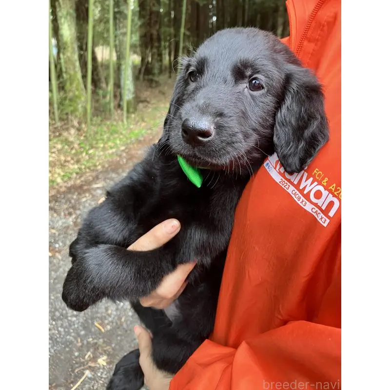 販売中の静岡県のフラットコーテッドレトリーバー-456631の12枚目