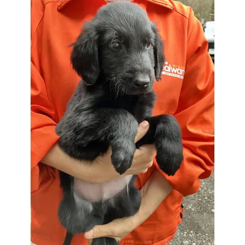 販売中の静岡県のフラットコーテッドレトリーバー-456631の11枚目