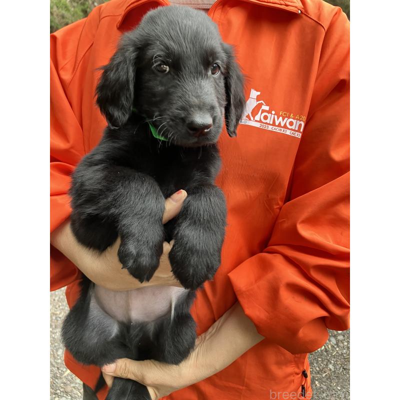 販売中の静岡県のフラットコーテッドレトリーバー-456631の10枚目