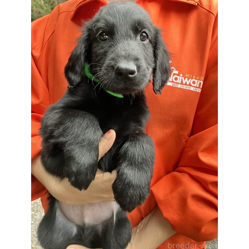 販売中の静岡県のフラットコーテッドレトリーバー-456631の9枚目