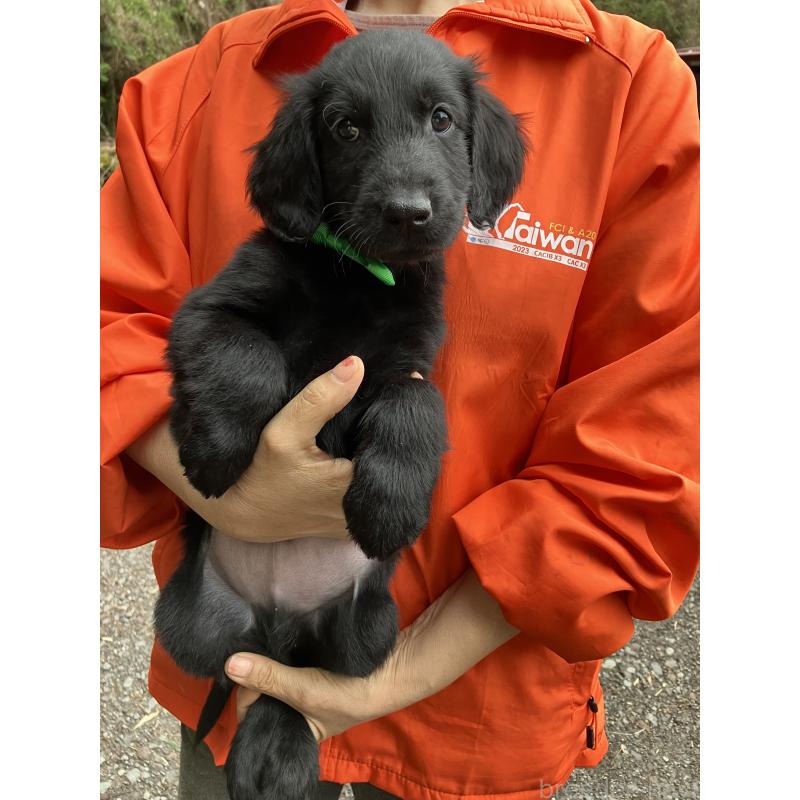 販売中の静岡県のフラットコーテッドレトリーバー-456631の8枚目