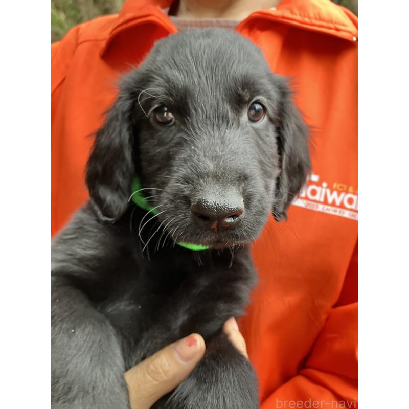 販売中の静岡県のフラットコーテッドレトリーバー-456631の7枚目