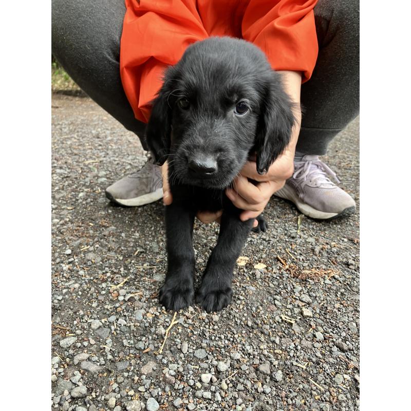 販売中の静岡県のフラットコーテッドレトリーバー-456631の6枚目