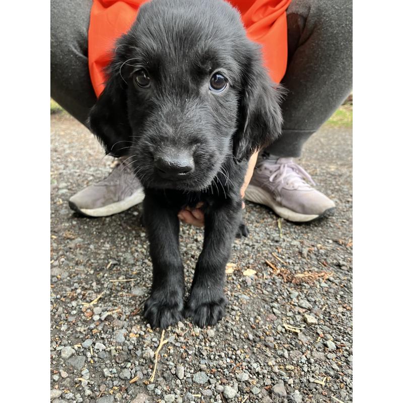 販売中の静岡県のフラットコーテッドレトリーバー-456631の5枚目