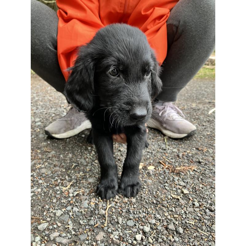 販売中の静岡県のフラットコーテッドレトリーバー-456631の4枚目