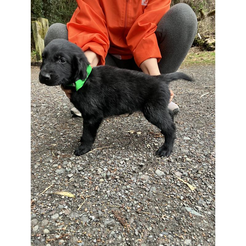 販売中の静岡県のフラットコーテッドレトリーバー-456631の3枚目