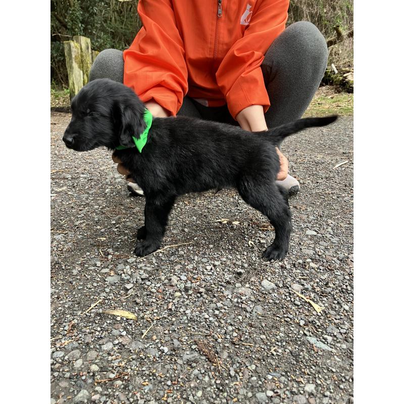 販売中の静岡県のフラットコーテッドレトリーバー-456631の2枚目