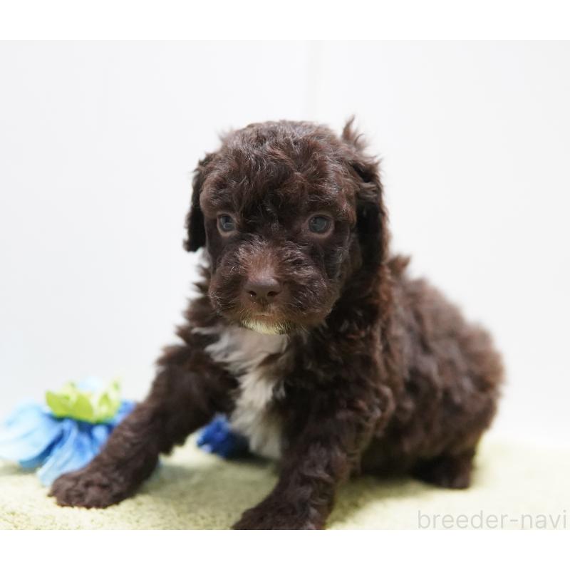 販売中の神奈川県のロマーニャウォータードッグ(ラゴット)-456633の3枚目