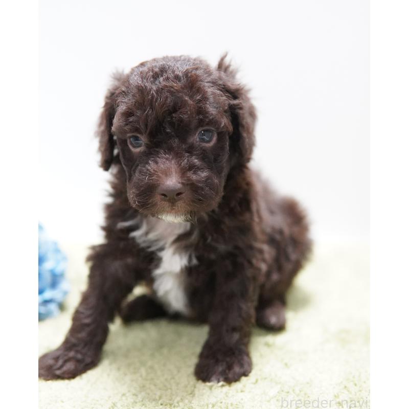 販売中の神奈川県のロマーニャウォータードッグ(ラゴット)-456633の2枚目