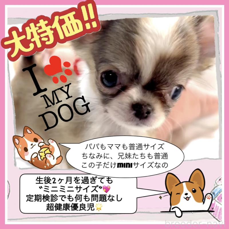 販売中の大阪府のチワワ(ロングコート)-454282