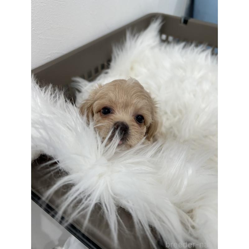 販売中の愛媛県のビションプー:ビションフリーゼ×トイプードル-456635の5枚目