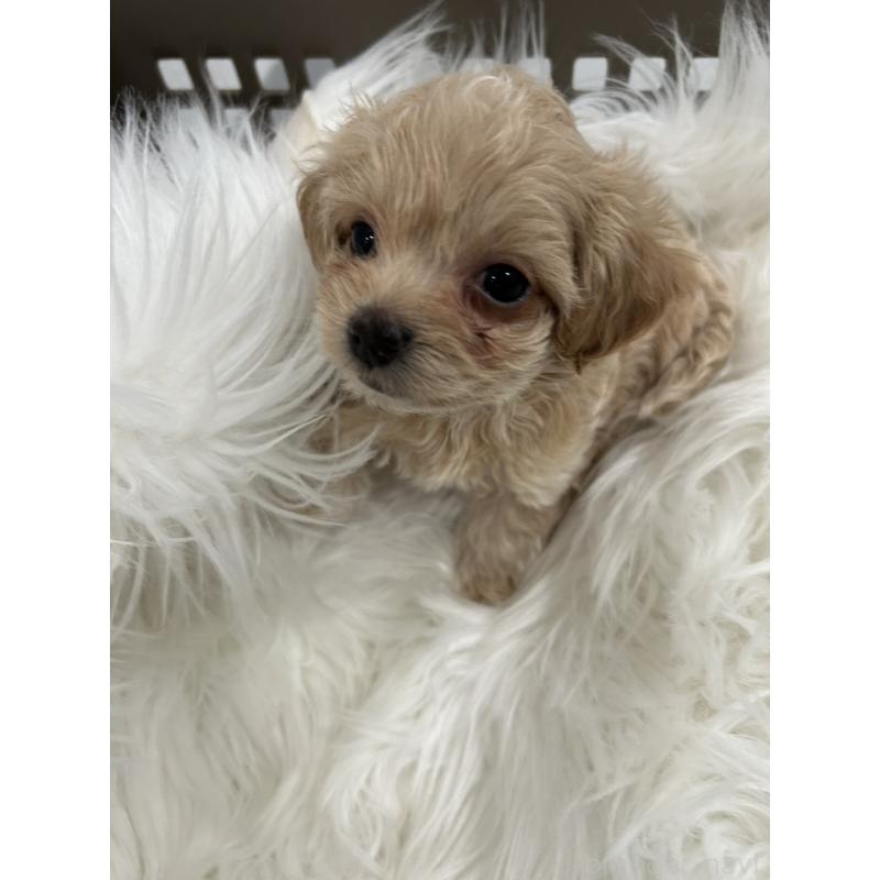 販売中の愛媛県のビションプー:ビションフリーゼ×トイプードル-456635の4枚目