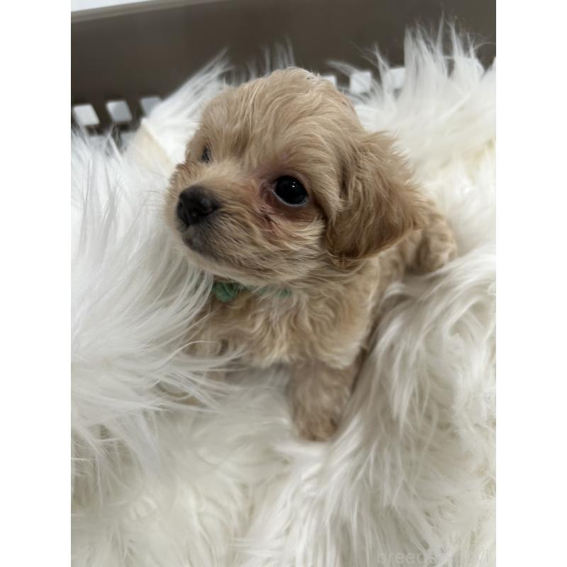 販売中の愛媛県のビションプー:ビションフリーゼ×トイプードル-456635の3枚目