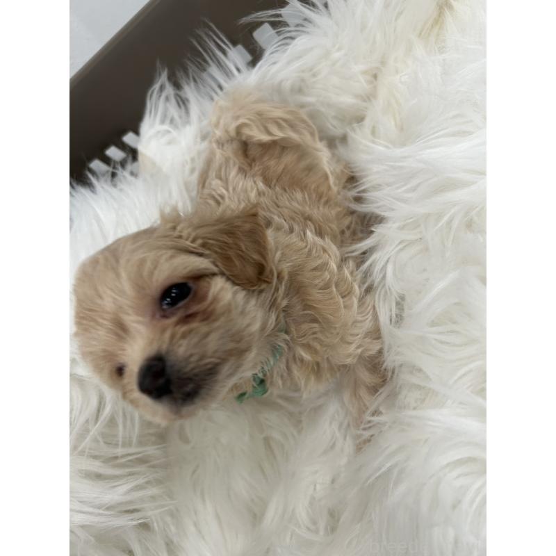 販売中の愛媛県のビションプー:ビションフリーゼ×トイプードル-456635の2枚目