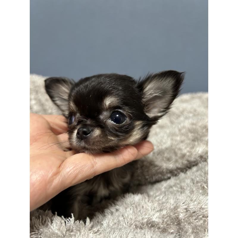 販売中の愛知県のチワワ(ロングコート)-456637の4枚目