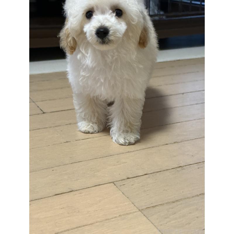 販売中の高知県のティーカッププードル-456642の2枚目