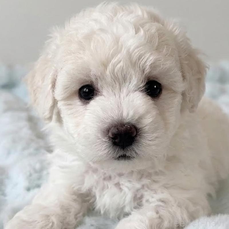 販売中の栃木県のビションフリーゼ-456646の3枚目