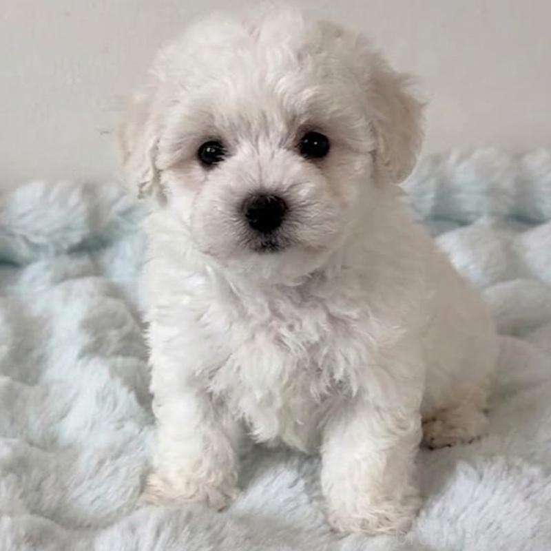 販売中の栃木県のビションフリーゼ-456646の2枚目