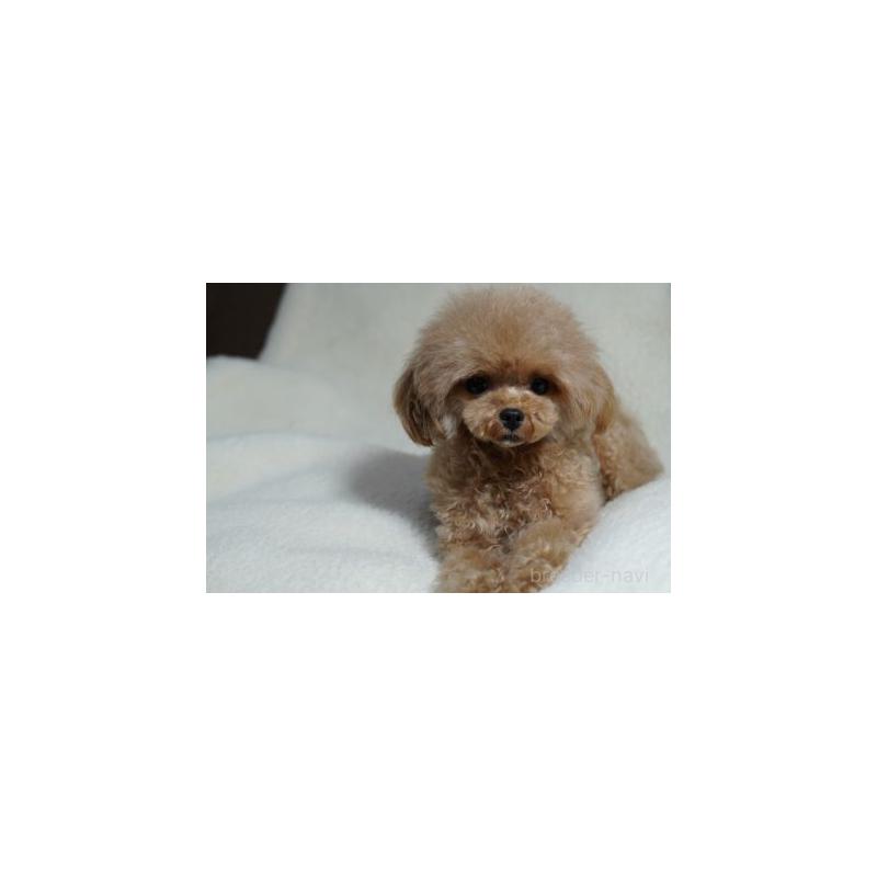 販売中の兵庫県のティーカッププードル-456649の6枚目