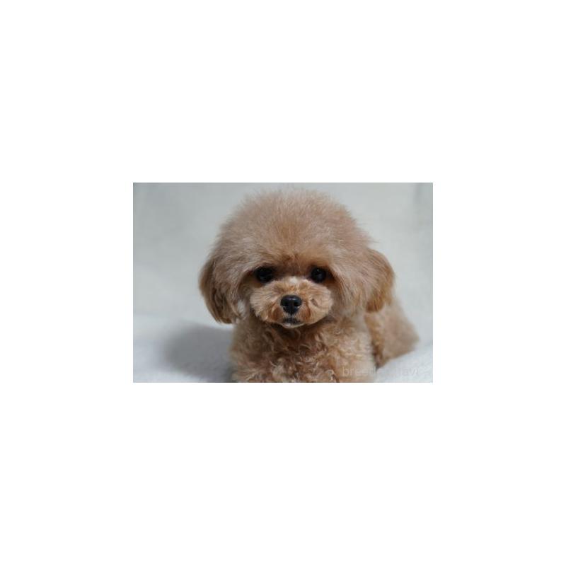 販売中の兵庫県のティーカッププードル-456649の5枚目