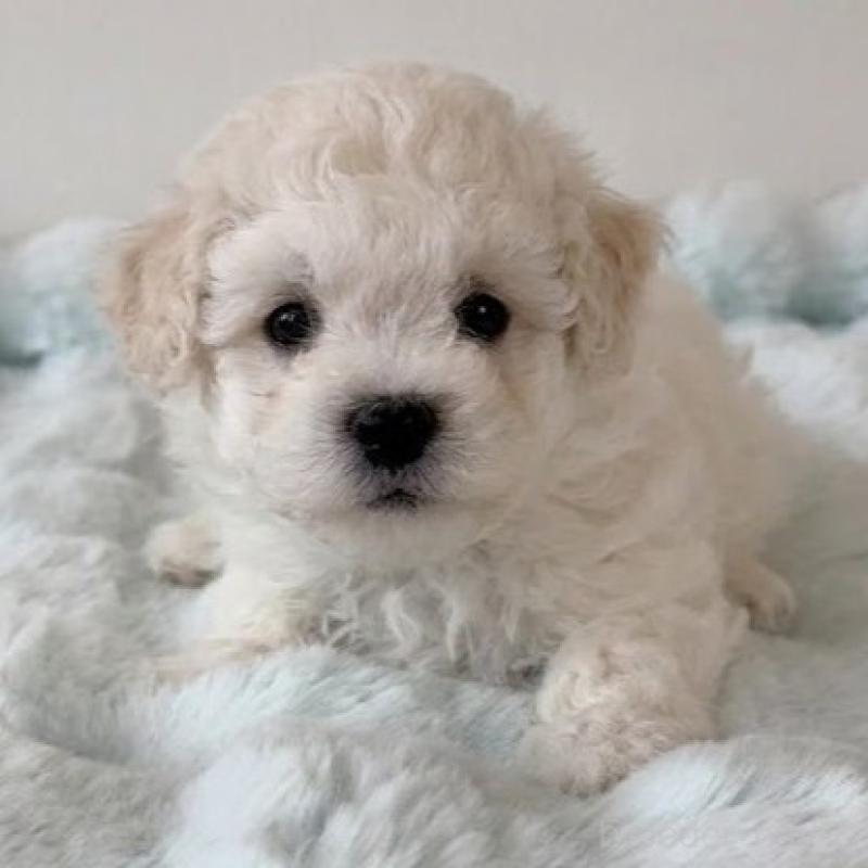 販売中の栃木県のビションフリーゼ-456647の3枚目