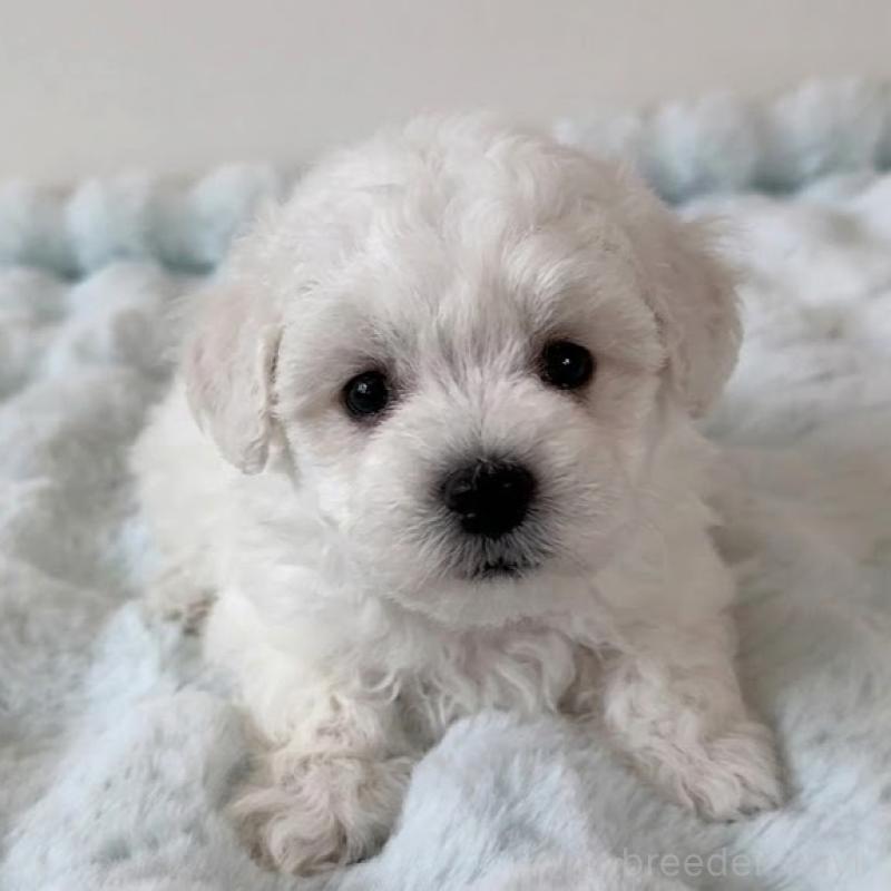 販売中の栃木県のビションフリーゼ-456647の2枚目