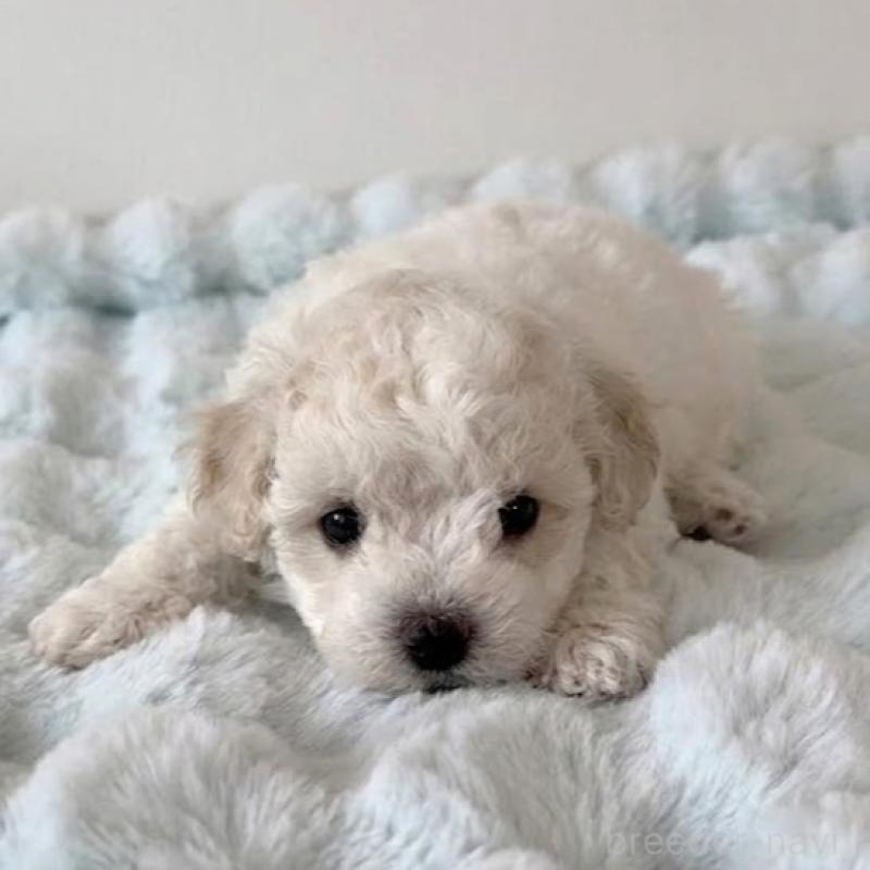 販売中の栃木県のビションフリーゼ-456648の3枚目