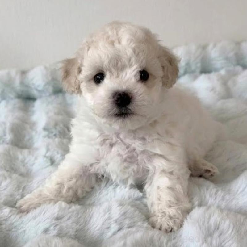 販売中の栃木県のビションフリーゼ-456648の2枚目