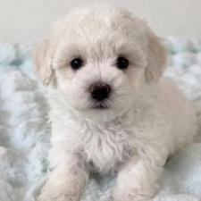 ♀︎ビションフリーゼ