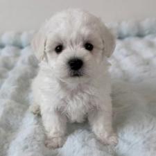 ♀︎ビションフリーゼ