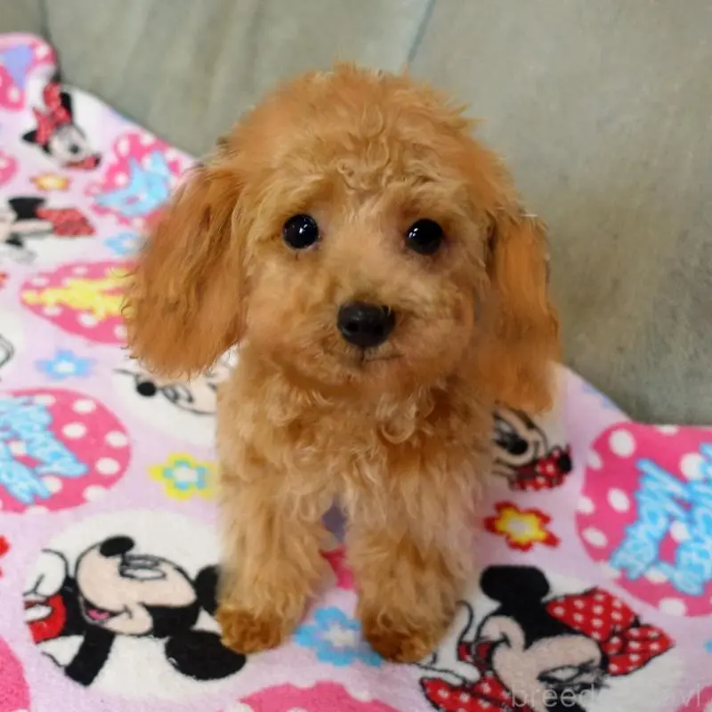 販売中の熊本県のマルプー:マルチーズ×トイプードル-456589