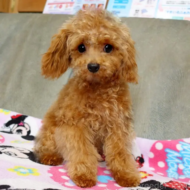 販売中の熊本県のマルプー:マルチーズ×トイプードル-456589の8枚目