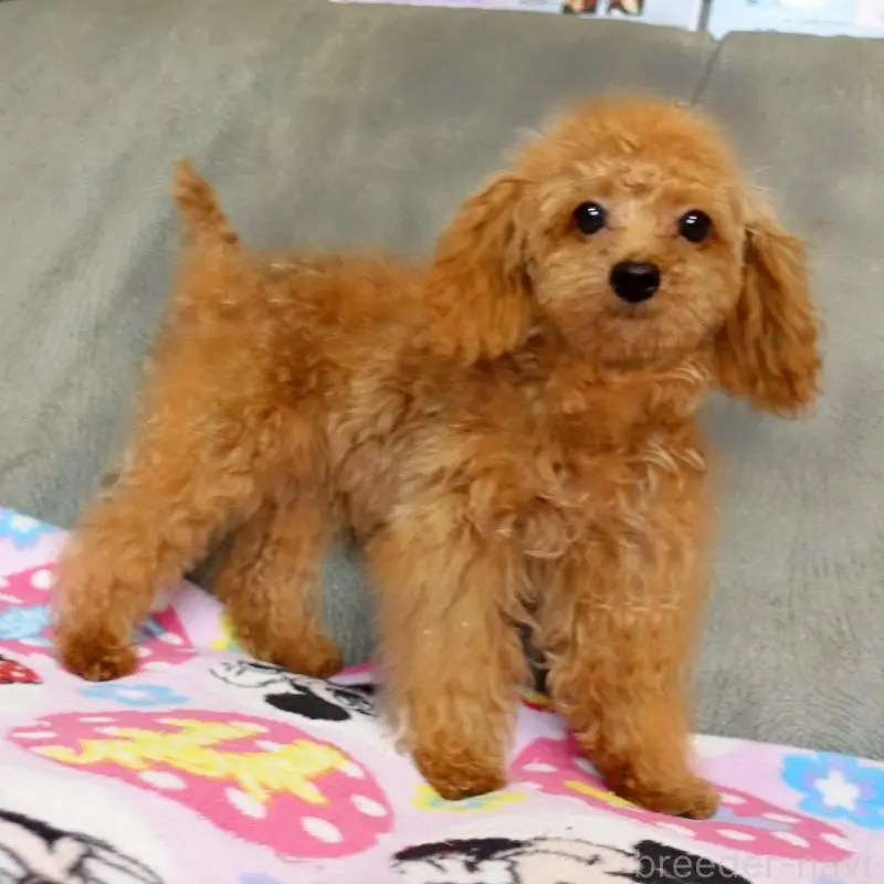 販売中の熊本県のマルプー:マルチーズ×トイプードル-456589の7枚目