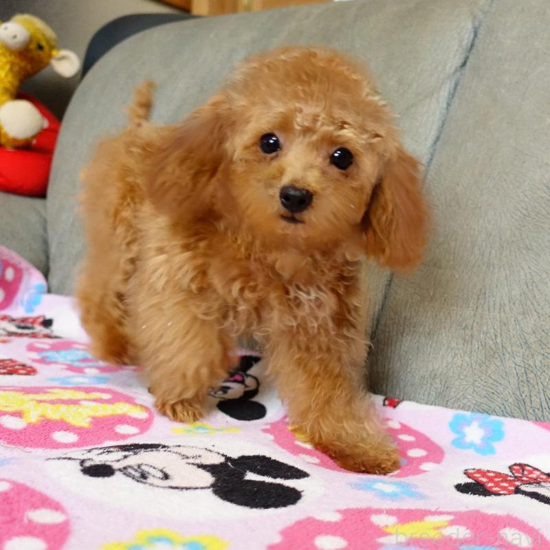 販売中の熊本県のマルプー:マルチーズ×トイプードル-456589の6枚目