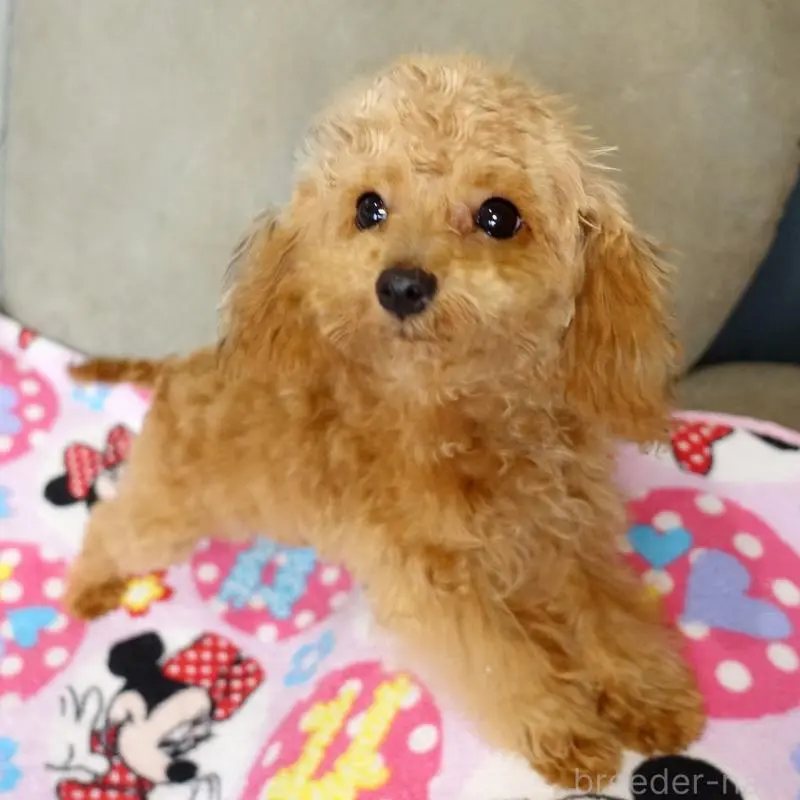 販売中の熊本県のマルプー:マルチーズ×トイプードル-456589の5枚目