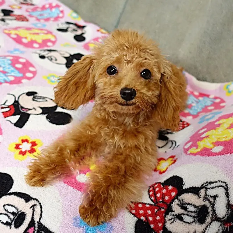 販売中の熊本県のマルプー:マルチーズ×トイプードル-456589の4枚目