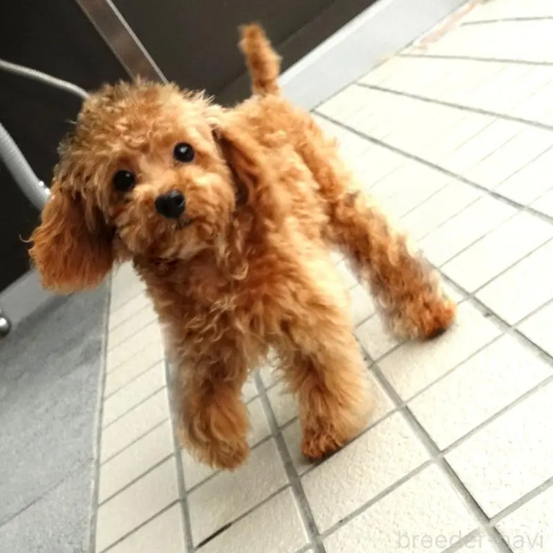 販売中の熊本県のマルプー:マルチーズ×トイプードル-456589の3枚目