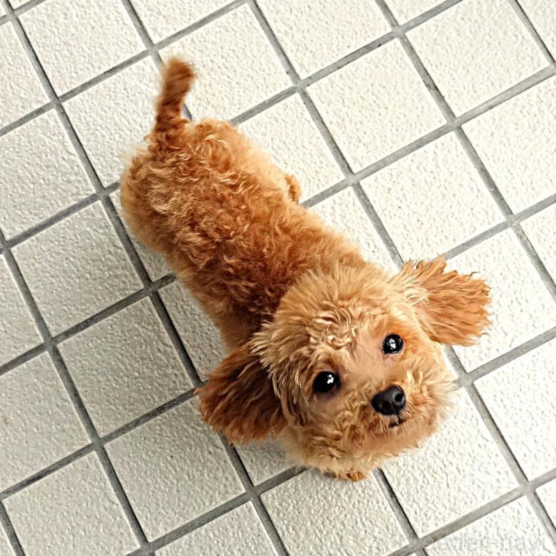 販売中の熊本県のマルプー:マルチーズ×トイプードル-456589の2枚目