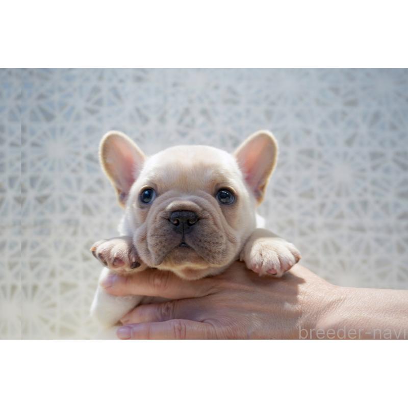 販売中の東京都のフレンチブルドッグ-456651の8枚目