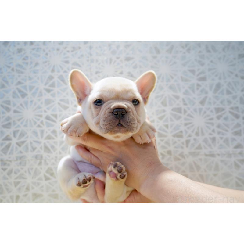 販売中の東京都のフレンチブルドッグ-456651の7枚目