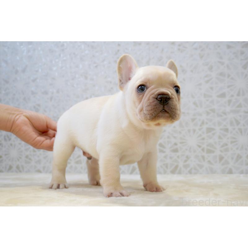 販売中の東京都のフレンチブルドッグ-456651の6枚目
