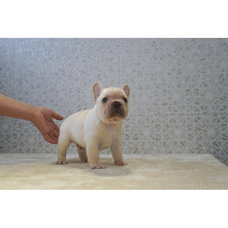 販売中の東京都のフレンチブルドッグ-456651の5枚目