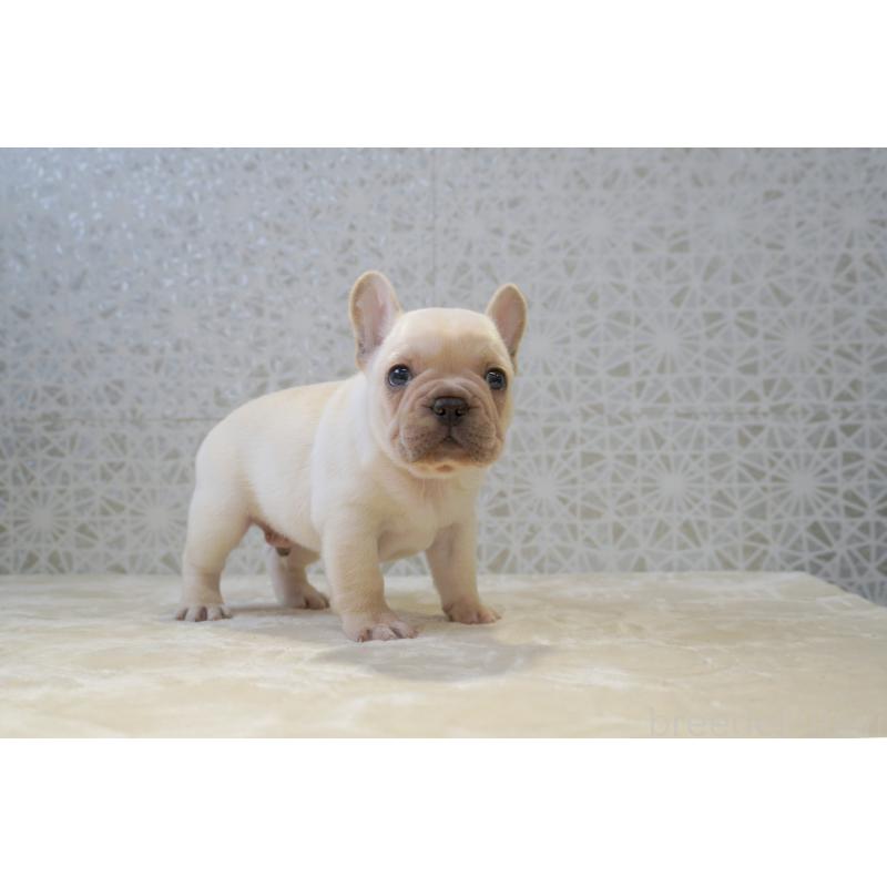 販売中の東京都のフレンチブルドッグ-456651の4枚目