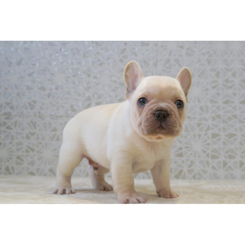 販売中の東京都のフレンチブルドッグ-456651の3枚目