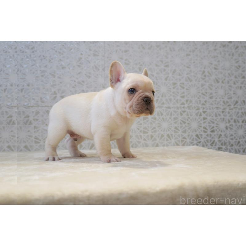 販売中の東京都のフレンチブルドッグ-456651の2枚目