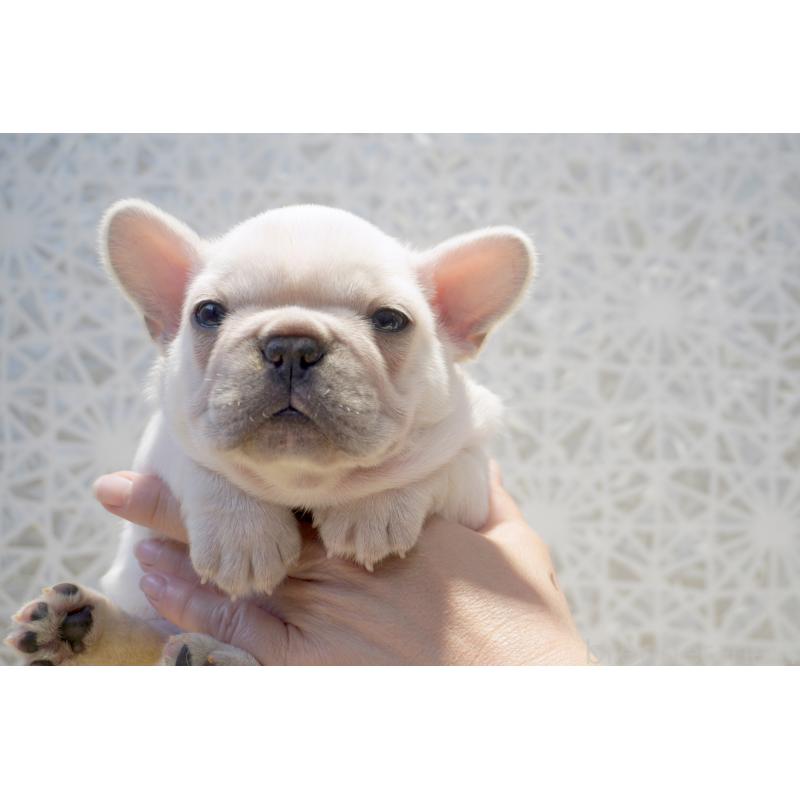 販売中の東京都のフレンチブルドッグ-456652の8枚目
